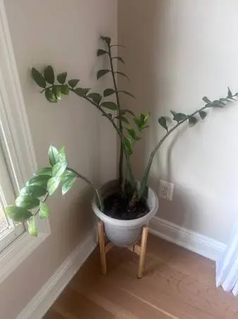 ZZ Plant