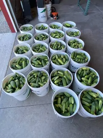 Pickling Cucumbers