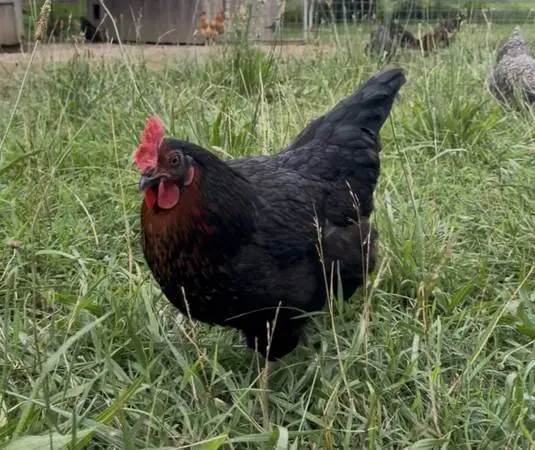 Laying Hens