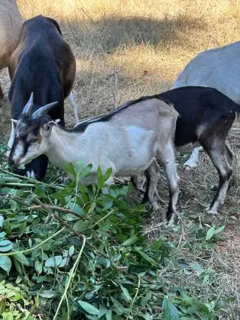 baby goat