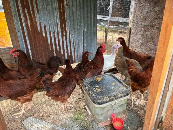 Rhode Island Red chickens
