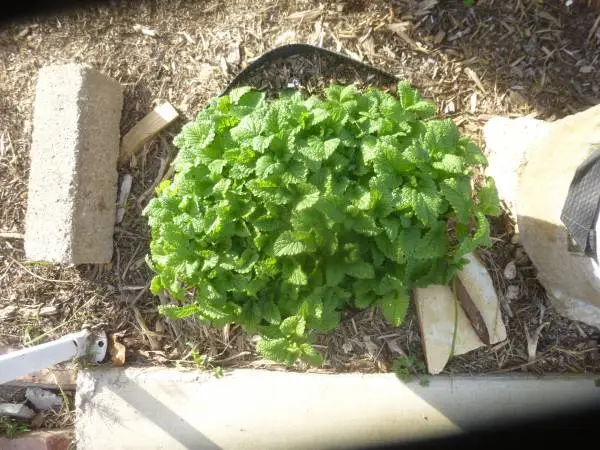 Lemon Balm - Organic Herbal Plant