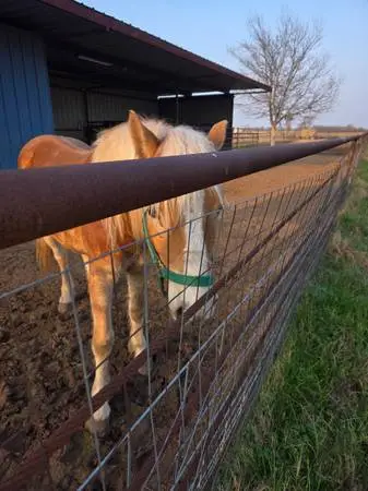 Horse Halflinger 2.5 yrs gelding