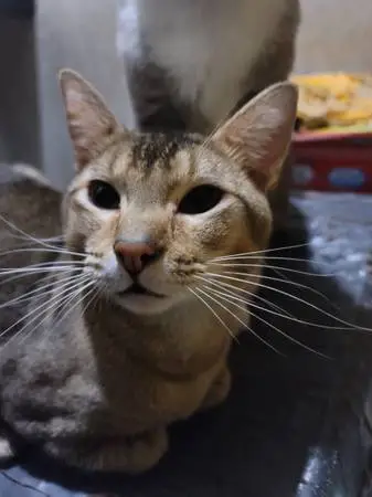 Extremely sweet boy kitty needs new home