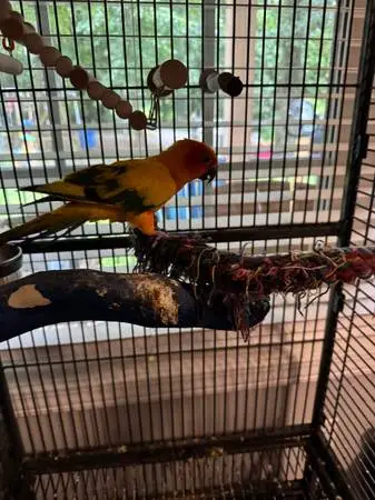 4 yr old Sun Conure