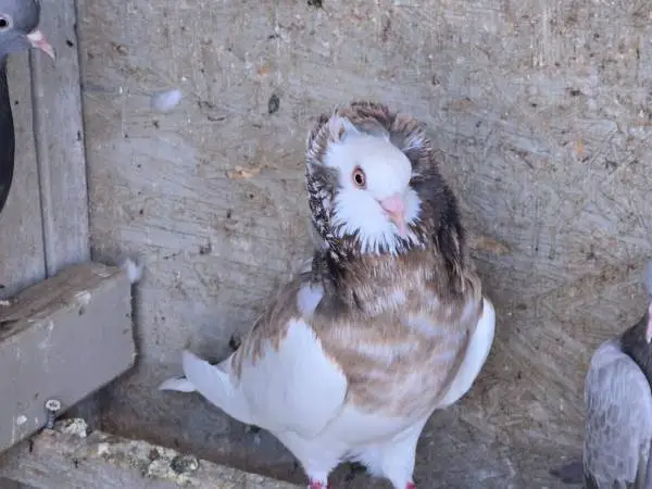 Pigeons