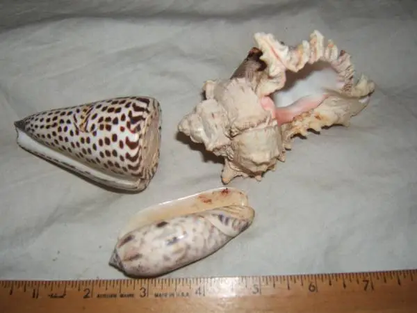Conch shells rare lot of 3