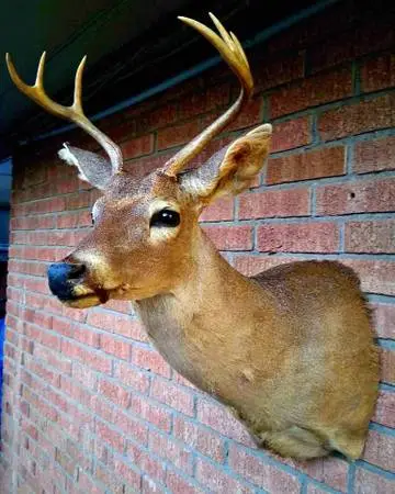 Taxidermy 6 Point Deer Mount