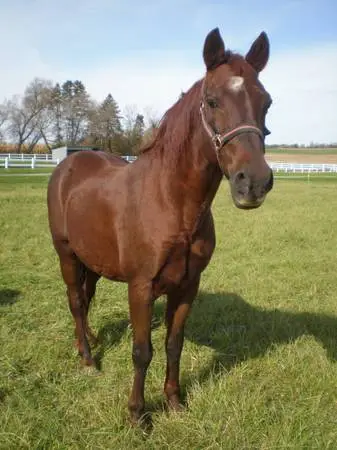 Farrier needed