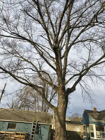 Trees , Roofs , Full remodels and so much more ! Residential, Commercial, Indust