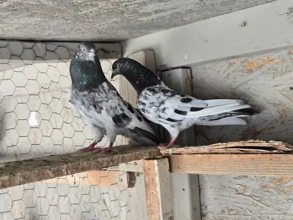Pigeons
