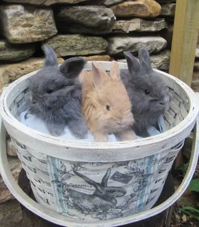 English/French Angora Cross Rabbits