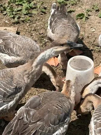 Female Brown Chinese Geese for sale