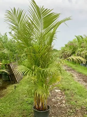 WHOLESALE CLUSIA, PODO AND ARECA PALMS + HONEY!! 37 ACRES! 🇺🇸