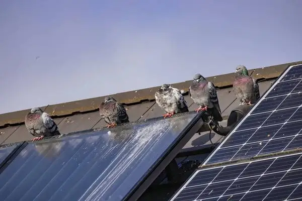 Solar panels Roof cleaning