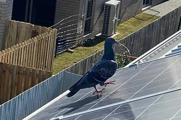 Cleaning roof solar panel maintenance