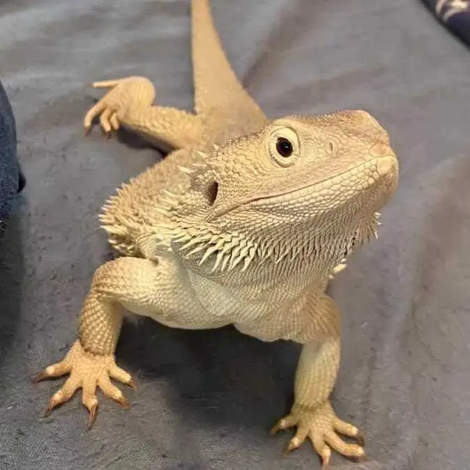 bearded dragon.