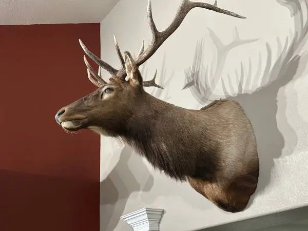 Elk head mount taxidermy