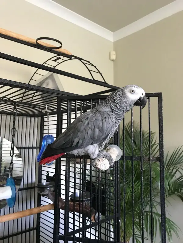 African Grey Parrot
