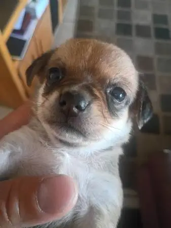 Rehoming Chihuahua