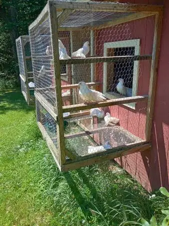 PURE WHITE FANTAIL PIGEONS