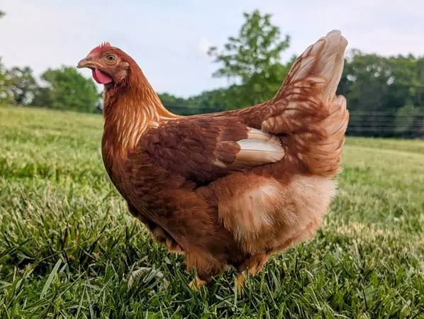 Red Sexlink Pullets/Chickens For Sale! Beautiful Birds!