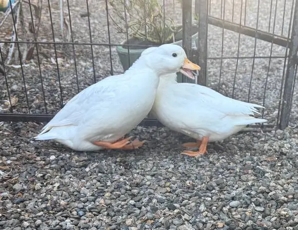 White Call Duck Trio