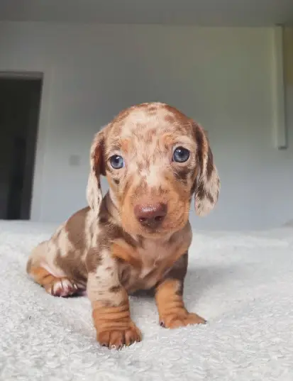 Baby Dachshund