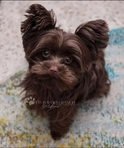 Limited Chocolate Yorkie