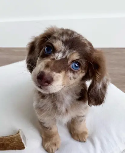 Cutest baby Dachshund