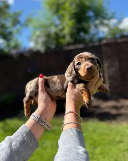 Adorable Dachshunds