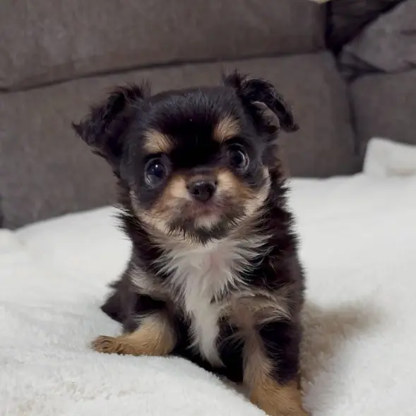 Tiny Long-Coat Chihuahua Puppy