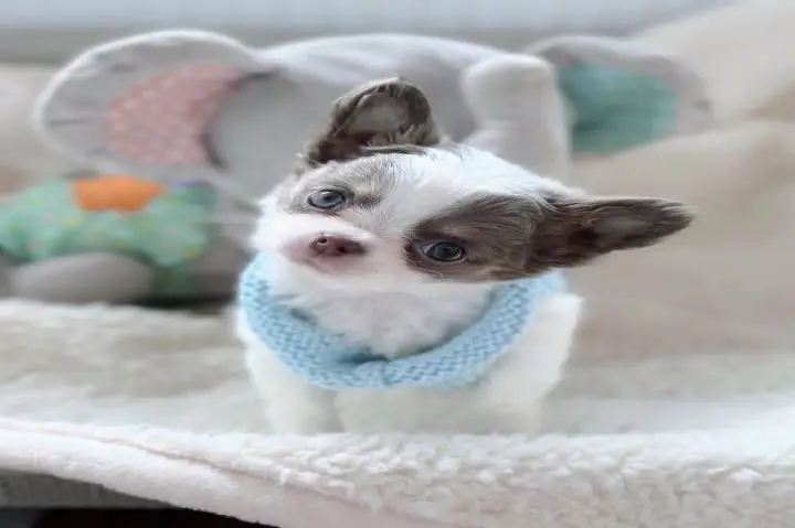 Adorable Chihuahua puppies For adoption