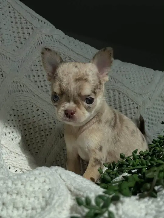 Adorable chihuahua puppy for adoption