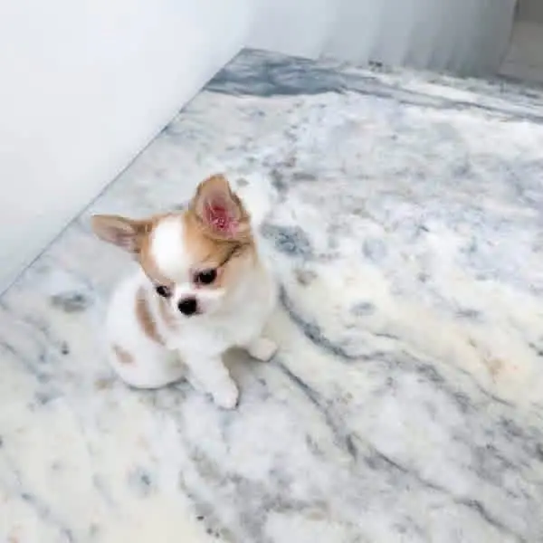 chihuahua puppies for Adoption