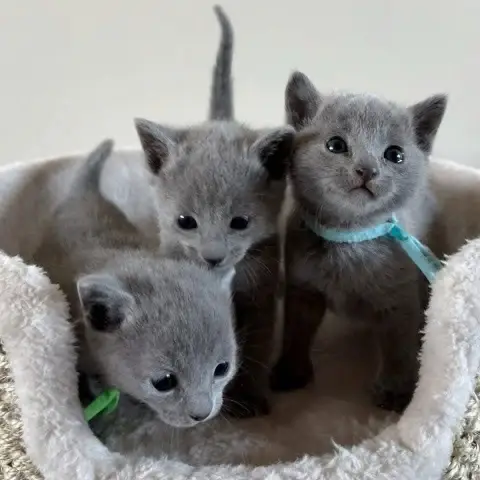 Russian Blues