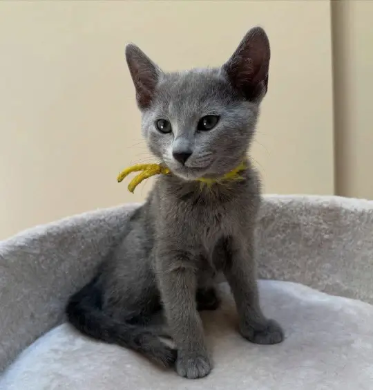 Russian blue