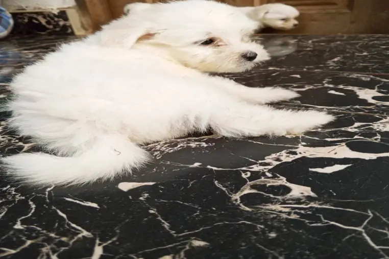 Maltese Puppy