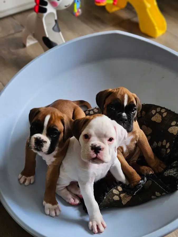 boxer puppy