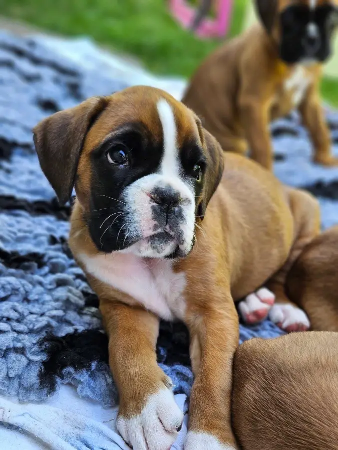 Boxer puppies