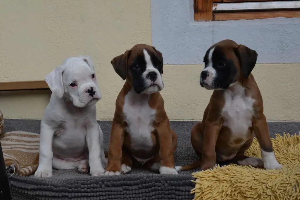 Boxer puppies