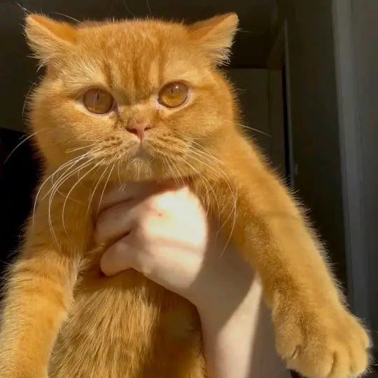 British Shorthair Kitten