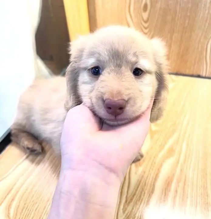 dachshund