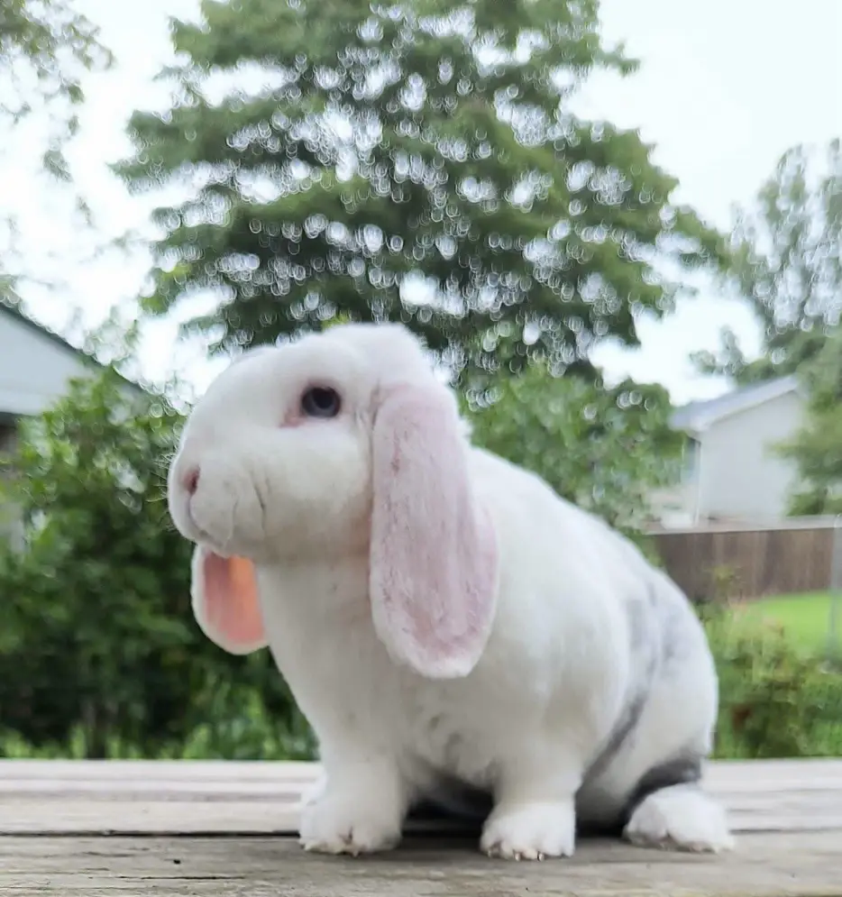 holland lop rabbit