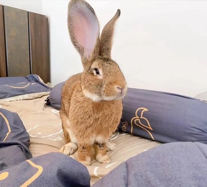 Flemish giant rabbit
