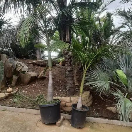 King palm - discounted