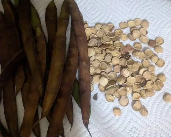 Orchid Tree (Bauhinia Purpurea) Seeds