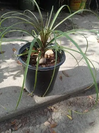Pony Tail Palms