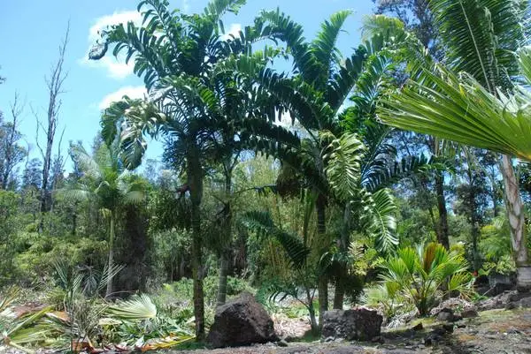 Ivovowo palms //// CHRYSALIDOCARPUS (DYPSIS) lanceolata -- 3/5/10 gal