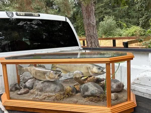 VINTAGE TAXIDERMY DIORAMA FISH ART WALLEYE & BLUE GILL COFFEE TABLE